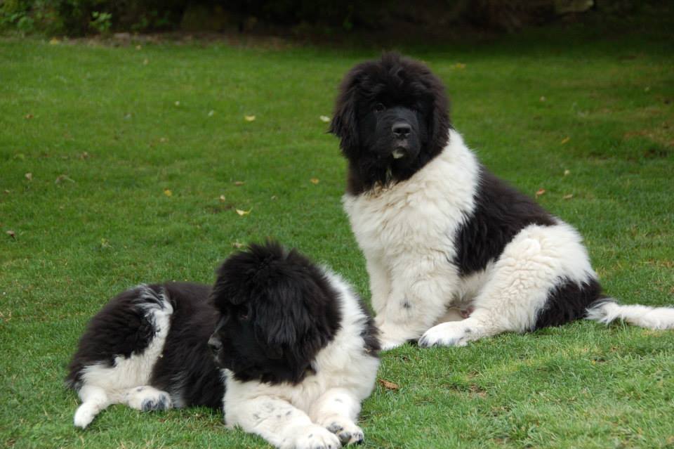 newfoundland puppies for sale