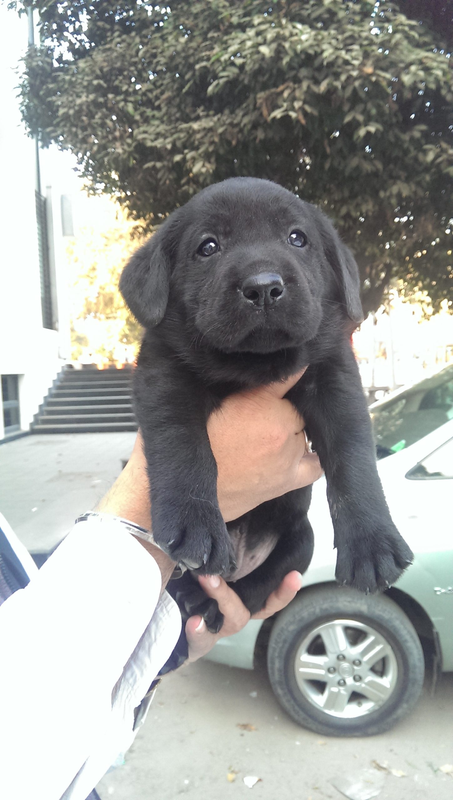 black lab puppy price