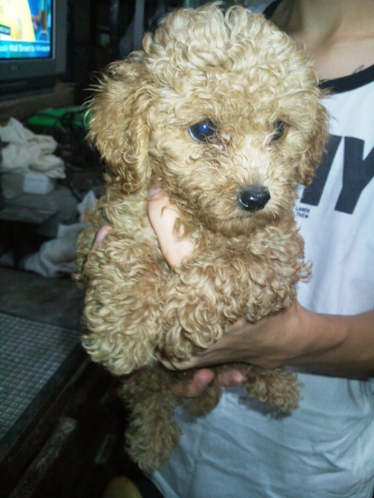 Droll Poodle Dog Price In Delhi