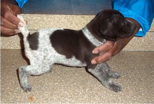 pointer for sale in india at teghakennel.com