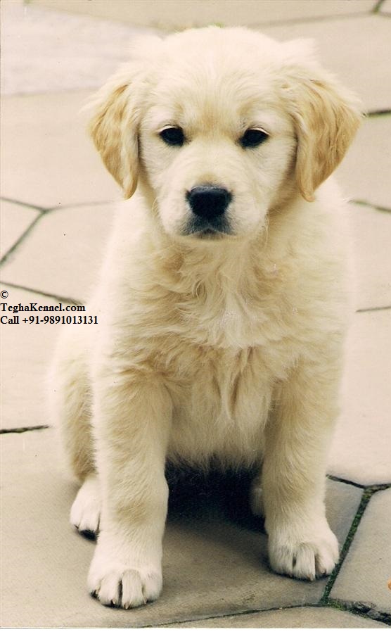 Golden Retriever Puppy for sale 