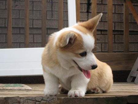 baby corgi price