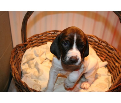 pointer for sale in india at teghakennel.com