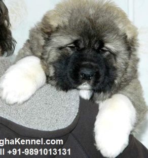 ovcharka dog for sale
