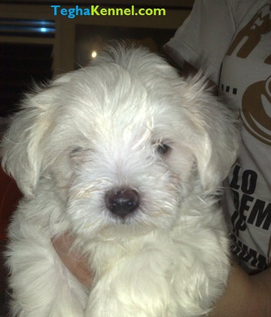 Maltese Puppies For Dogs Dog Maltese Dog Puppies India