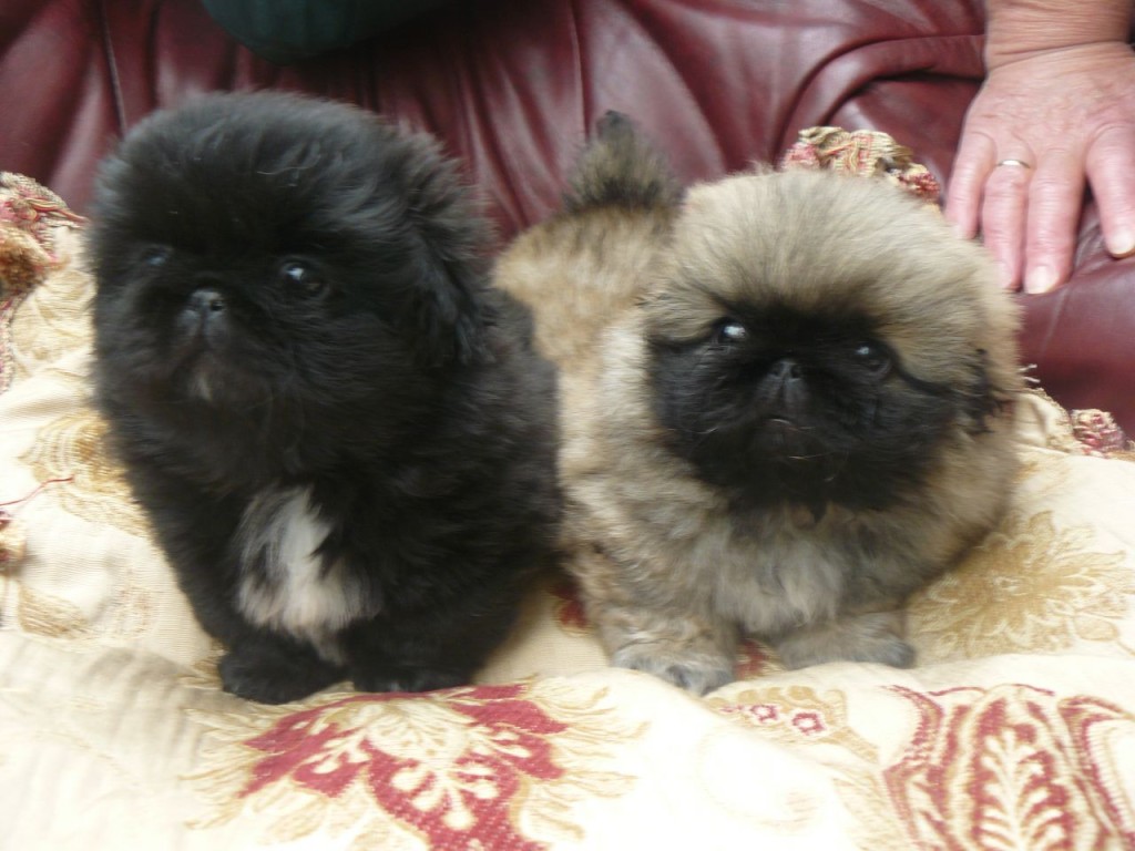 Pekingese Puppies for sale - Puppies for Sale, Dogs for ...