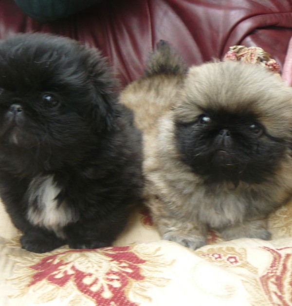 Pekingese Puppies for sale | Puppies for Sale, Dogs for ...