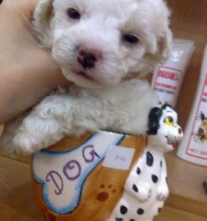 Toy Poodle dog puppies india