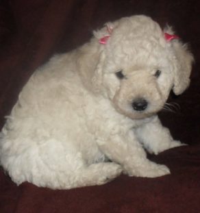 Standard Poodle puppies for sale in india