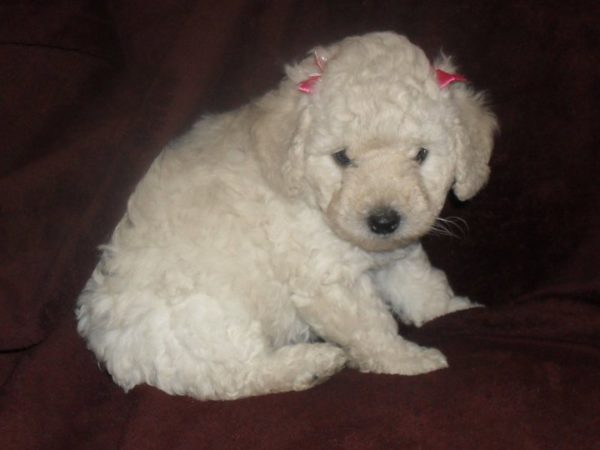 Standard Poodle puppies for sale in india
