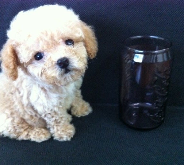 Teacup Toy Poodles for sale Puppies for Sale, Dogs for