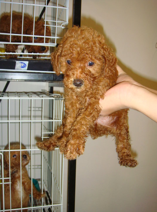 Miniature Poodle Puppies For Sale Puppies For Sale Dogs For Sale Dog Breeders Dog Kennel Kitten For Sale Cat For Sale