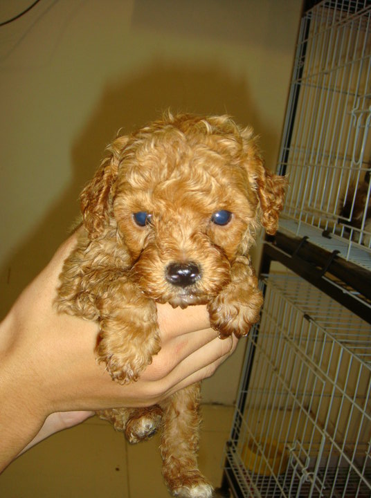 miniature poodle puppies for sale near me