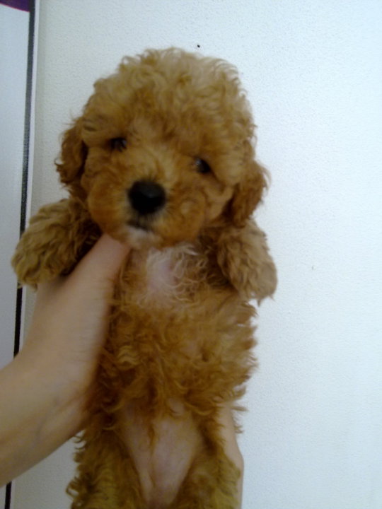 teacup toy poodles for sale india