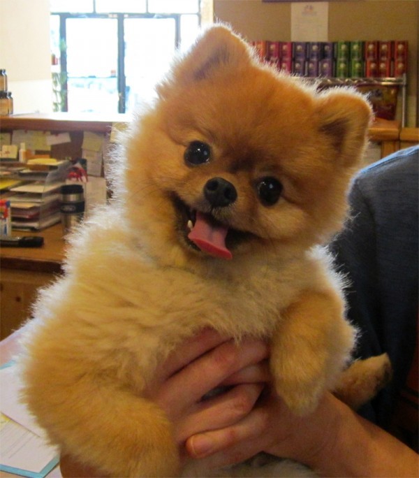 what is the price of pomeranian puppies in india