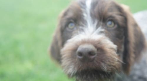 german wirehaired griffon pointer india