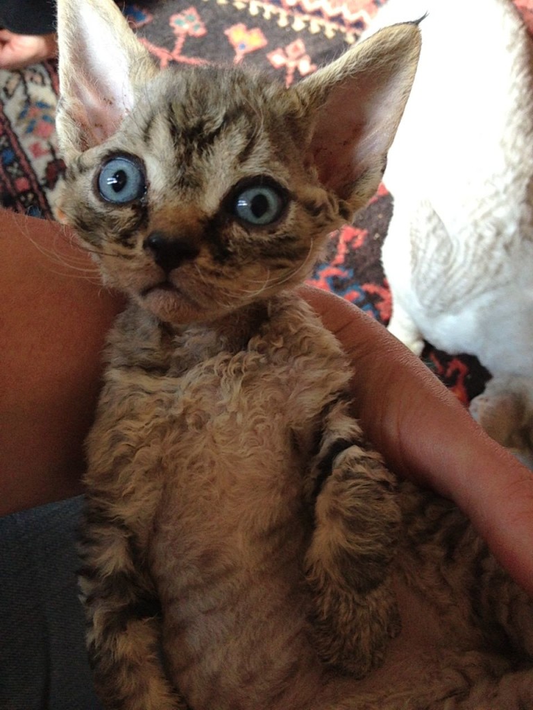 Devon Rex Cats kitty for sale – Puppies for Sale, Dogs for Sale, Dog Breeders, Dog Kennel 