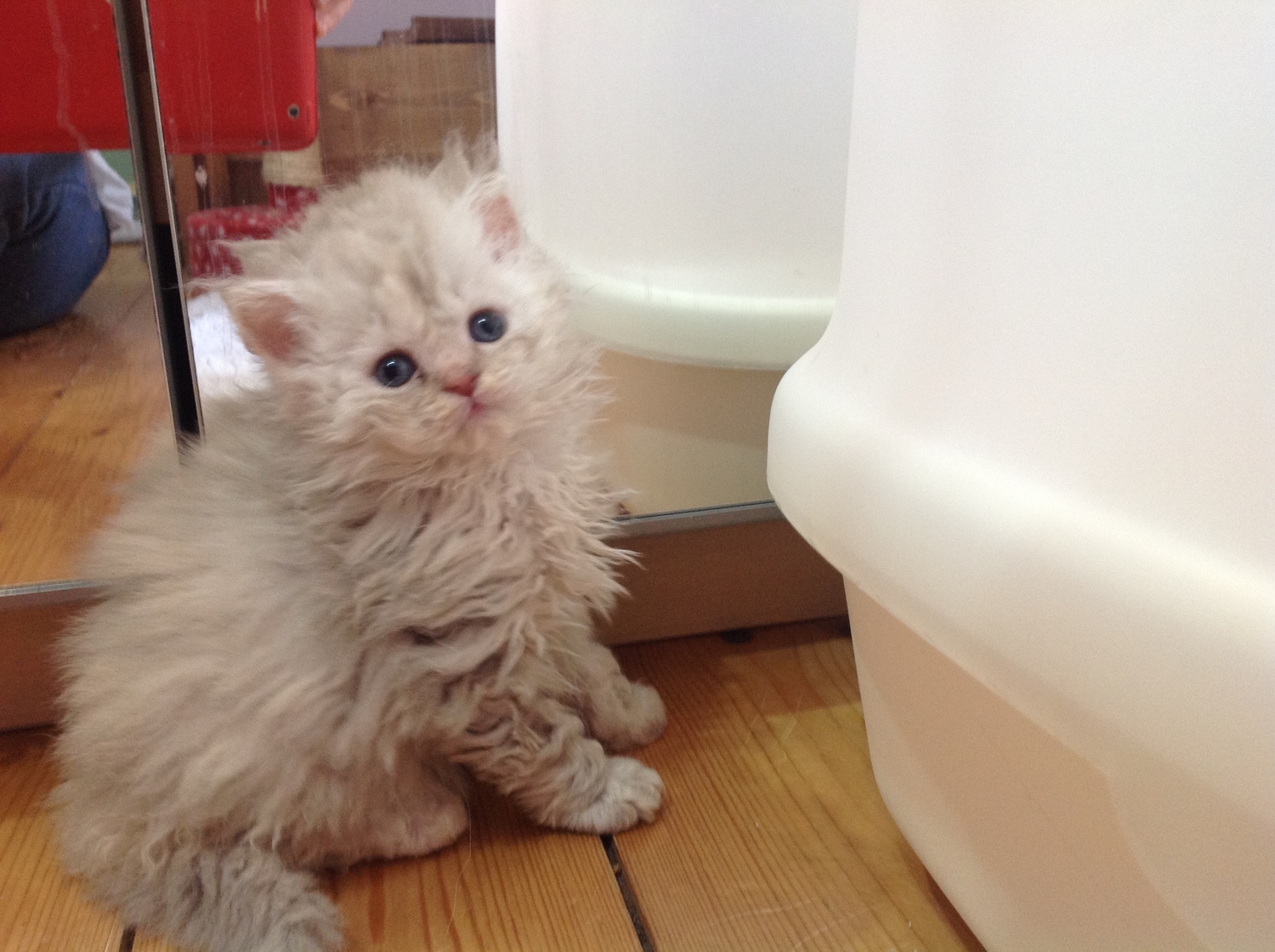 Selkirk Rex Cats kitten for sale – Puppies for Sale, Dogs ...