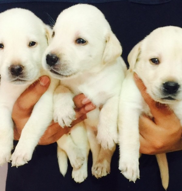 lab dog puppy rate