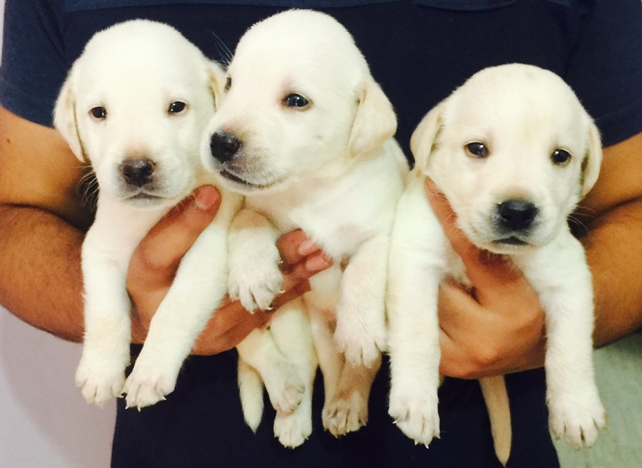 White Labrador Puppies for sale 