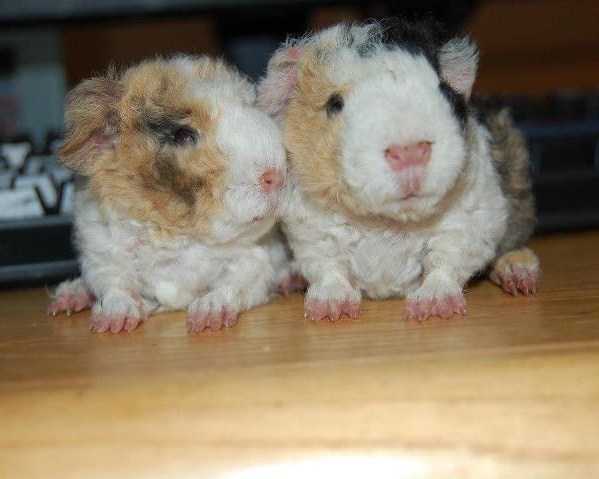 Texel guinea pig for sale in www.teghakennel.com