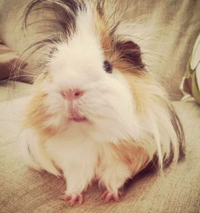Silkie guinea pig for sale india