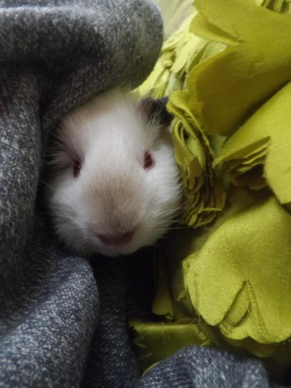 Himalaya guinea pig for sale in www.teghakennel.com