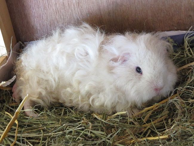 white guinea pig for sale