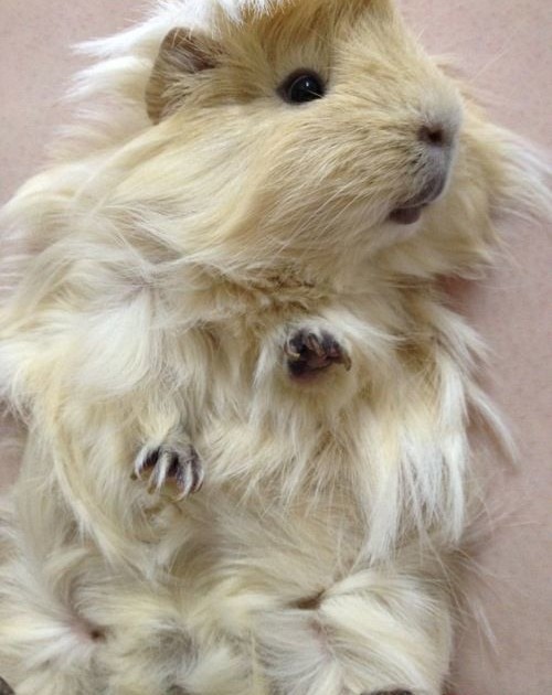 Texel guinea pig for sale Puppies for Sale, Dogs for Sale, Dog