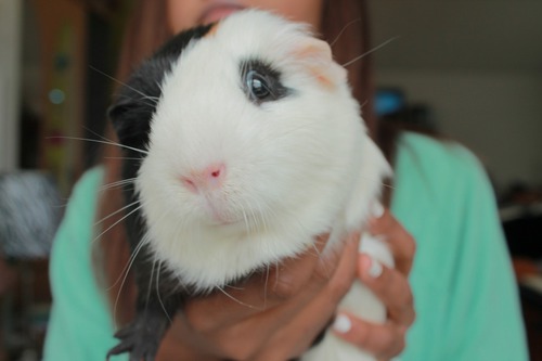 rex guinea pig for sale in www.teghakennel.com