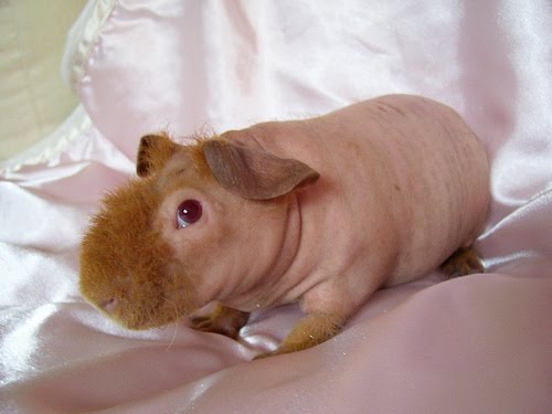 skinny guinea pig for sale in www.teghakennel.com