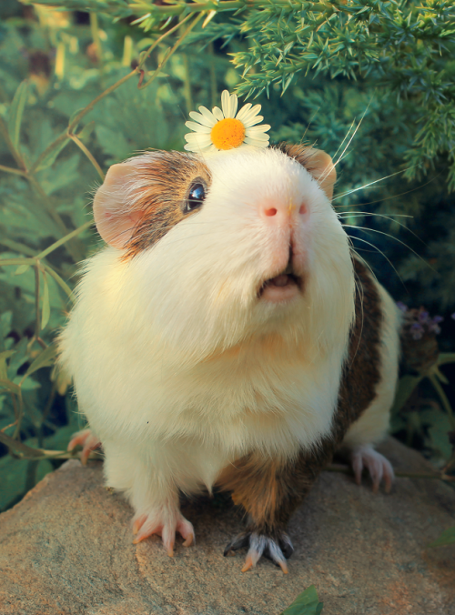 peruvian guinea pig breeders