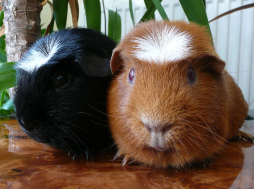 White crested guinea pig for sale in www.teghakennel.com