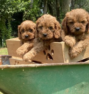 golden doodle puppy