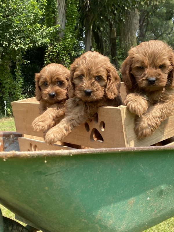 golden doodle puppy