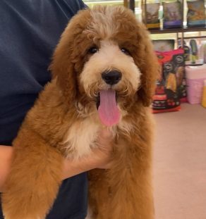 goldendoodle puppies for sale in Dubai