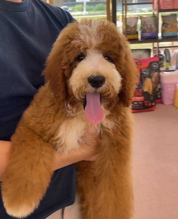 goldendoodle puppies for sale in Dubai