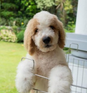 certified goldendoodle kennel India