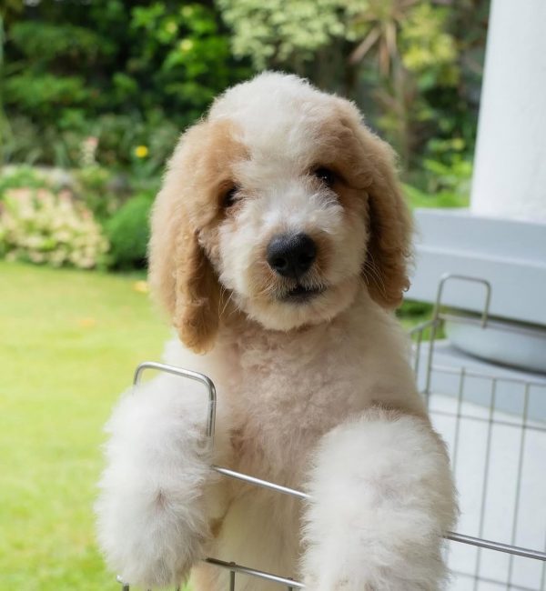 certified goldendoodle kennel India