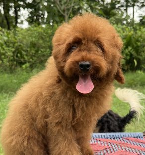 Goldendoodle breeder near Gurugram
