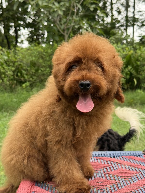 Goldendoodle breeder near Gurugram