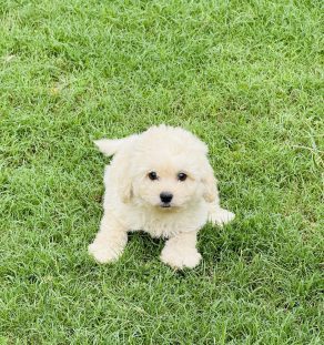 Best Goldendoodle kennel India