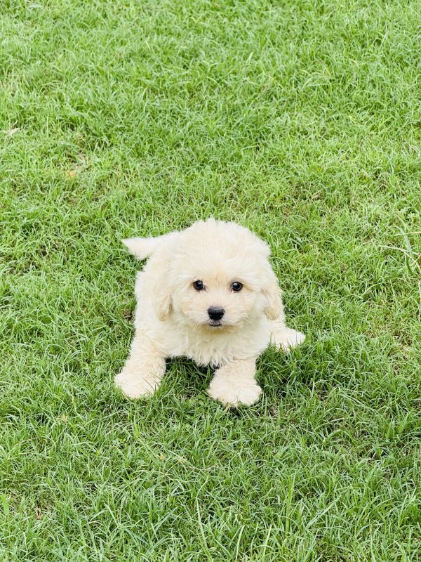 Best Goldendoodle kennel India