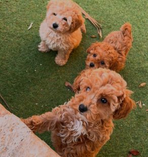 cavapoo puppies dubai