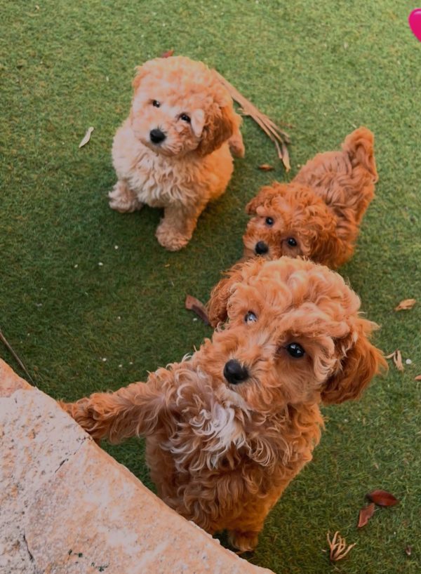 cavapoo puppies dubai