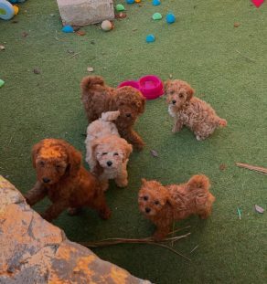 cavapoo india
