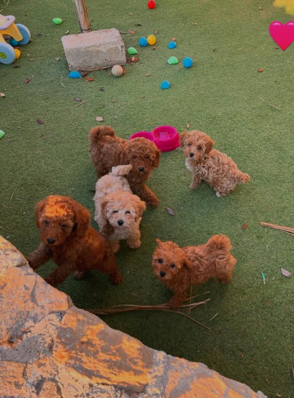 cavapoo india