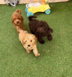 labradoodle dubai