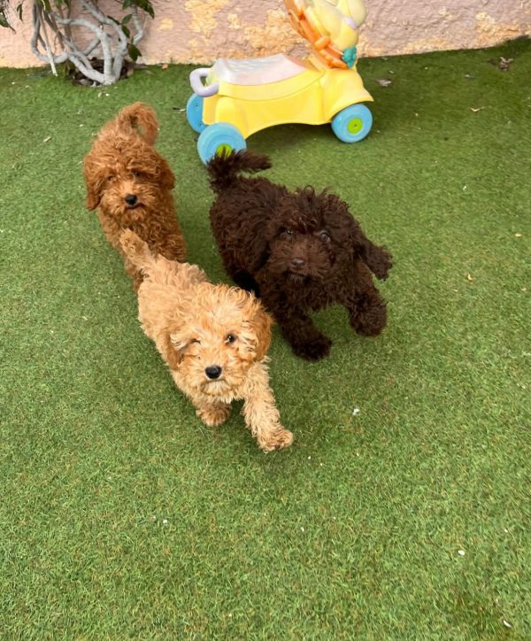 labradoodle dubai