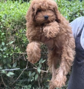 labradoodle